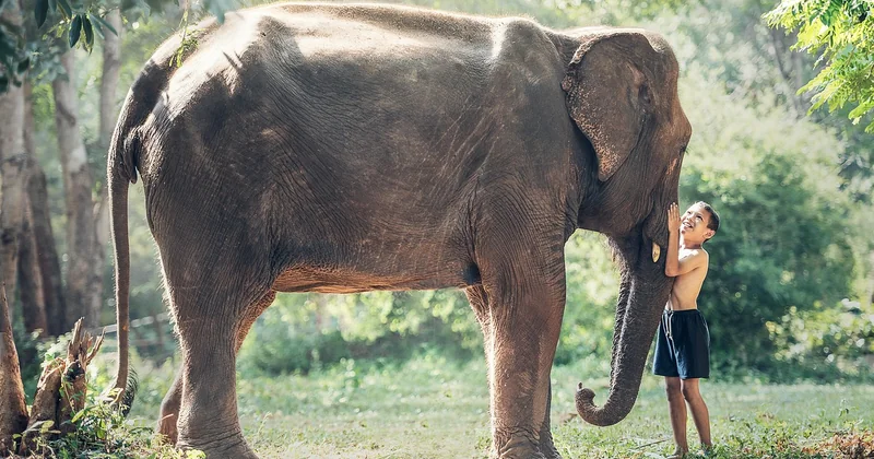 Ethical elephant sanctuaries in Thailand: where to actually go