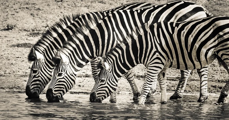 The real rhythm of a safari day